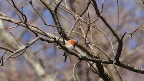 A-male-Eastern-Bluebird-perches-on-the-branches-of-a-tree