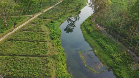 Aerial-view-or-drone-view-shot-of-assam-tea-garden