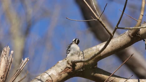 A-Downy-Woodpecker-preening-itself-before-flying-off