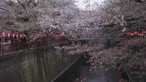 Weiße-Und-Rosa-Sakura-Blütenblätter-Hängen-über-Dem-Meguro-Fluss