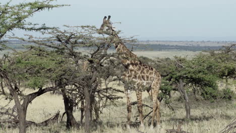 Adult-and-juvenile-giraffe-browsing-acacia-tree-in-Eastern-Africa-surrounded-by-dry-bushland-with-occasional-trees