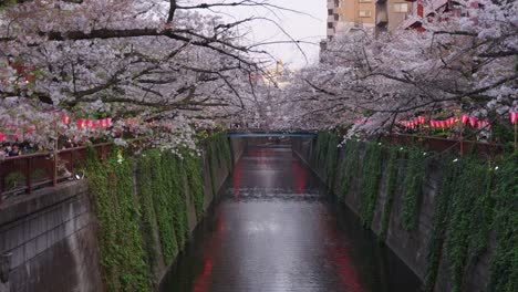 Tilt-Reveal-of-Beautiful-Meguro-River,-Ivy-on-walls-of-Canal-while-Sakura-Bloom