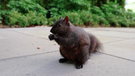 Süßes-Schwarzes-Eichhörnchen,-Das-Nüsse-Im-Hinterhof-Isst