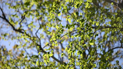 Baumgrüne-Blätter-Und-Sonnenlicht