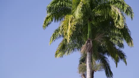 Palm-tree-in-Rio-de-Janeiro,-Brazil