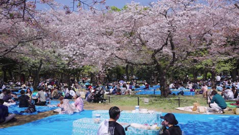 Familie-Und-Freunde-Feiern-Den-Frühling-Im-Yoyogi-Park-Zur-Hanami-Party