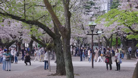 Flores-De-Cerezo-Sakura-Floreciendo-En-El-Santuario-Yasukuni-En-La-Ciudad-De-Tokio