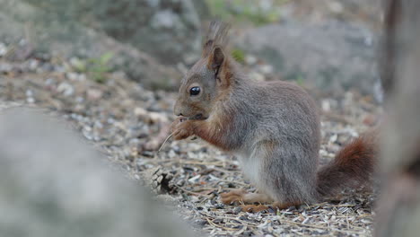 Profil-Eines-Roten-Eichhörnchens-Mit-Grauem-Fell,-Das-Nach-Samen-Sucht
