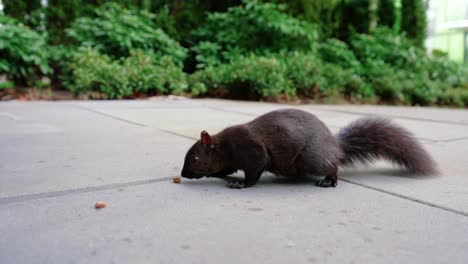 cute-black-squirrel-eating-nuts-in-the-backyard