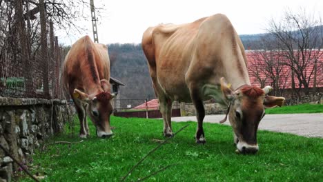 Two-cows-being-playful-and-eating-grass