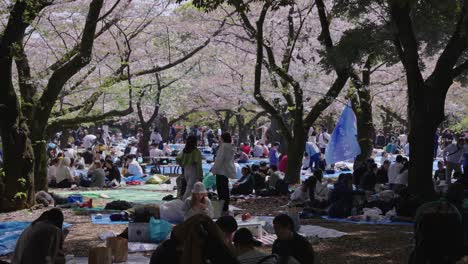 Hanami-En-El-Parque-Yoyogi,-Celebración-De-Los-Cerezos-En-Flor-En-Primavera