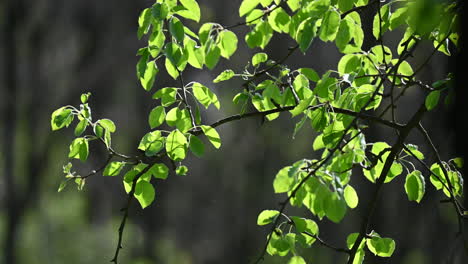 Sunbeams-peaking-through-lush-green-leaves-backlit-in-Europe