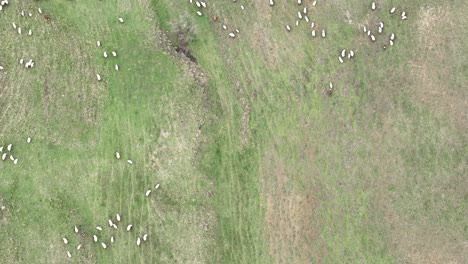 Bird's-Eye-View-Over-Herd-Of-Sheep-On-Green-Grass-Field-Near-Udabno-In-Georgia---drone-shot