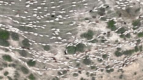 Herd-Of-Sheep-In-The-Mountains-Of-Georgia---aerial-top-down