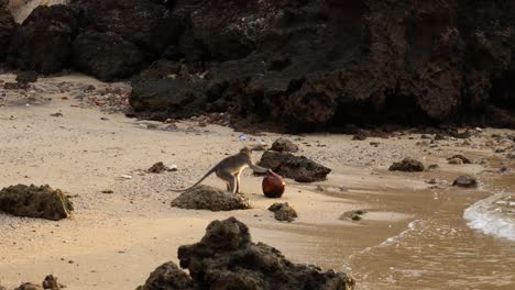 Slow-motion-long-shot-of-a-monkey-walking-towards-shore-on-the-beach-in-Kuta,-Lombok,-Indonesia