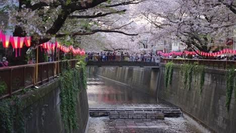 Sakura-Matsuri-Lanterns-Line-Meguro-River,-Beautiful-Sakura-Flowers-in-Tokyo