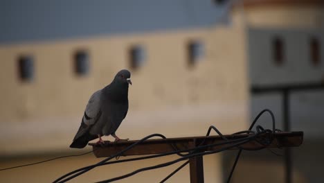 Pigeon-bird-standing-on-a-laundry-holder-with-metal-wires-outside-during-daytime,-blurred-background,-city-birds-concept