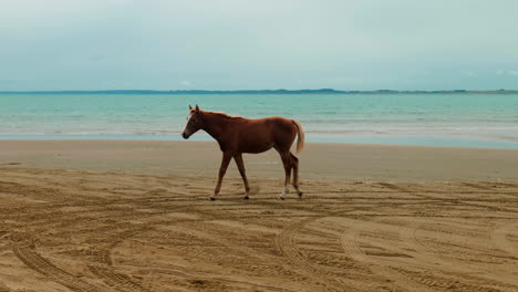 Zeitlupenaufnahme-Eines-Wildpferdes,-Das-Am-Strand-Mit-Dem-Meer-Dahinter-In-Ahipara,-Neuseeland,-Spaziert