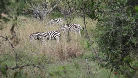Herd-of-zebras-grazing-savannah,-tail-swishing