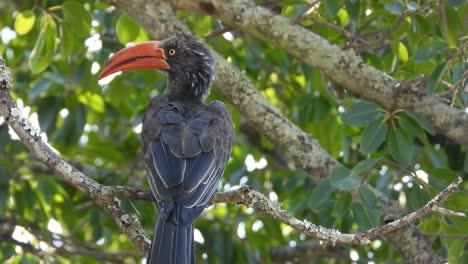 Relaxed-crowned-Hornbill-sits-in-tree-with-lush-foliage,-shot-from-behind