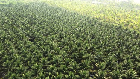 Cultivation-of-coconuts-for-sale-in-agriculture