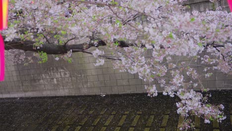 Blütenblätter-Schwimmen-Im-Frühling-In-Tokio-Den-Nakameguro-Fluss-Hinunter