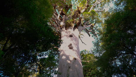 Toma-Baja-En-Cámara-Lenta-Del-árbol-Kauri-En-El-Bosque-Waipoua-Kauri,-Nueva-Zelanda