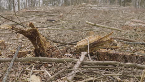 Waldrodung-In-Wäldern-Für-Die-Holzindustrie,-Großflächige-Zerstörung-Von-Lebensräumen