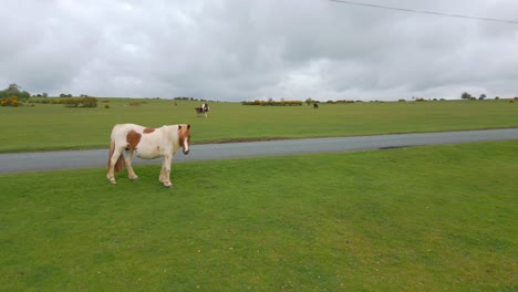 White-horse-looking-at-camera-in-a-grass-field-while-a-car-goes-by-in-a-neaby-road