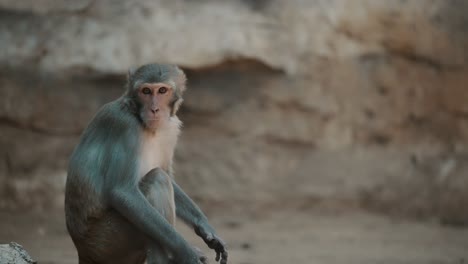 Close-Up-Of-Rhesus-Monkey-Sitting-In-Wildlife-Zoo