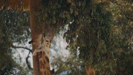 Giraffe-Eating-Tree-Leaves---head-close-up