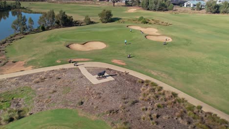 Yarrawonga,-Victoria,-Australia---18-De-Abril-De-2023:-Retroceda-Sobre-Un-Green-Mientras-Los-Golfistas-Se-Preparan-Para-Jugar-En-El-Club-De-Golf-Black-Bull-Yarrawonga