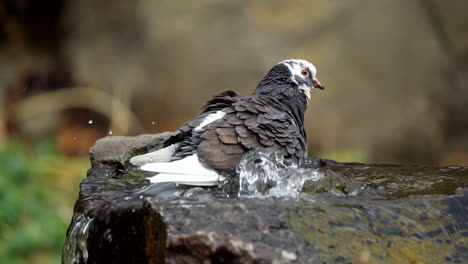 Pigeon-at-a-water-fountain