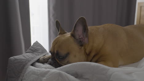 Französische-Bulldogge-Schläft-Auf-Dem-Bett-–-Sonne-Geht-Durchs-Fenster-Ins-Zimmer