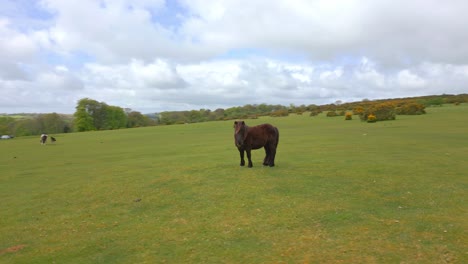 Brown-horse-looking-at-camera-in-a-grass-field