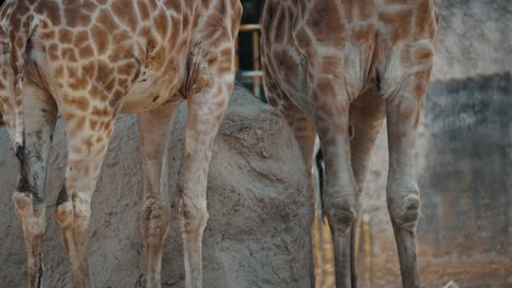 Rückansicht-Der-Beine-Einer-Giraffe,-Die-In-Einem-Zooparkgehege-Frisst