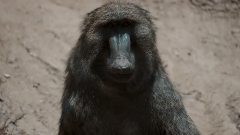 Close-Up-Of-A-Chewing-Baboon---slow-motion