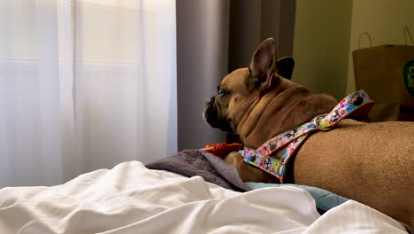 A-French-bulldog-in-colourful-braces-lies-on-the-bed-and-looks-towards-the-window