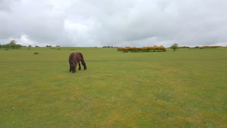 Brown-horse-eating-in-a-grass-field