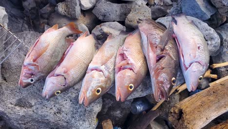 man-hands-sort-catch-grouper-fishes-on-stones-ready-to-cook-on-beach-grill,-camping