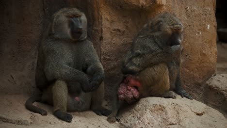 Couple-Of-Baboons-Sitting-And-Resting-In-A-Wildlife-Zoo---slow-motion