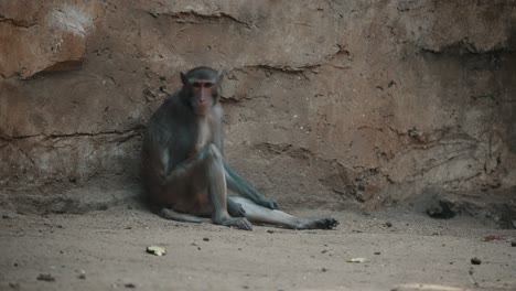 Rhesus-Monkey-Sitting-On-Rocky-Ground-In-Wildlife-Zoo---wide