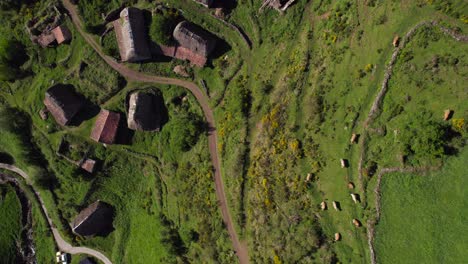 Aerial-top-down-view-of-cows-grazing-close-to-rural-remote-straw-cabin-village-in-Asturias,-Spain