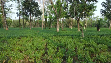Luftaufnahme-Einer-Art-Teegarten-Assam