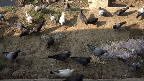 Flock-of-hungry-wild-pigeons-eating-food-from-the-floor