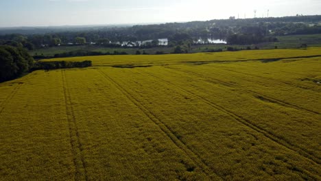 Aerial-view-reversing-across-colourful-bright-golden-yellow-rapeseed-field-crop-at-sunrise