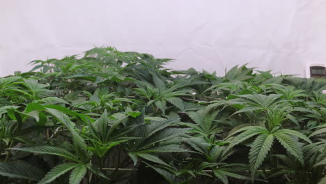Aufnahme-Einer-Cannabispflanze,-Die-In-Einem-Growzelt-Wächst