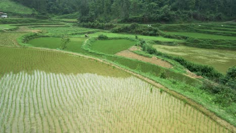 Newly-planted-rice-in-muddy-water-terraced-plantation,-drone-low-fly-over-revealing-more-patchwork-reflective-paddies-in-lush-green-treelined-valley