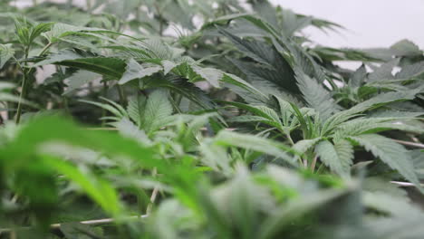 Toma-De-Plantas-De-Cannabis-Que-Crecen-En-Una-Tienda-De-Cultivo