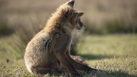 Wild-red-fox-sits-and-scratches-its-coat-with-hind-leg-in-meadow,-morning-light